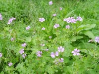 Geranium pyrenaicum 18, Bermooievaarsbek, Saxifraga-Rutger Barendse