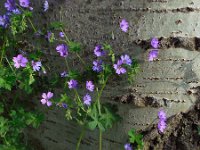 Geranium pyrenaicum 29, Bermooievaarsbek, Saxifraga-Ed Stikvoort