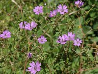 Geranium pyrenaicum 3, Bermooievaarsbek, Saxifraga-Jan van der Straaten