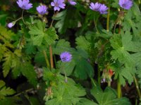 Geranium pyrenaicum 31, Bermooievaarsbek, Saxifraga-Ed Stikvoort