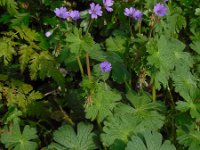 Geranium pyrenaicum 32, Bermooievaarsbek, Saxifraga-Ed Stikvoort