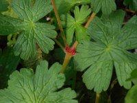 Geranium pyrenaicum 35, Bermooievaarsbek, Saxifraga-Ed Stikvoort