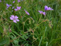 Geranium pyrenaicum 36, Bermooievaarsbek, Saxifraga-Ed Stikvoort