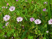 Geranium pyrenaicum 40, Bermooievaarsbek, Saxifraga-Hans Grotenhuis