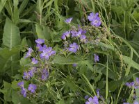 Geranium pyrenaicum 42, Bermooievaarsbek, Saxifraga-Willem van Kruijsbergen