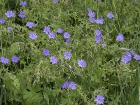 Geranium pyrenaicum 45, Bermooievaarsbek, Saxifraga-Willem van Kruijsbergen