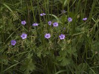 Geranium pyrenaicum 6, Bermooievaarsbek, Saxifraga-Jan van der Straaten