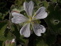 Geranium renardii 2, Saxifraga-Jan van der Straaten