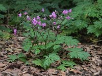 Geranium reuteri 2, Saxifraga-Dirk Hilbers