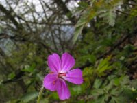 Geranium robertianum 13, Robertskruid, Saxifraga-Jasenka Topic