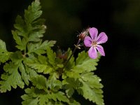 Geranium robertianum 14, Robertskruid, Saxifraga-Willem van Kruijsbergen