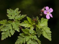 Geranium robertianum 15, Robertskruid, Saxifraga-Willem van Kruijsbergen