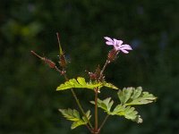 Geranium robertianum 19, Robertskruid, Saxifraga-Jan van der Straaten