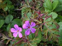 Geranium robertianum 20, Robertskruid, Saxifraga-Ab H Baas