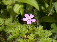 Geranium robertianum 23, Robertskruid, Saxifraga-Jan van der Straaten