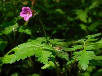 Geranium robertianum 25, Robertskruid, Saxifraga-Ed Stikvoort