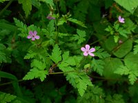 Geranium robertianum 28, Robertskruid, Saxifraga-Ed Stikvoort