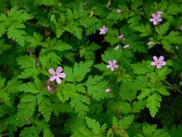 Geranium robertianum 29, Robertskruid, Saxifraga-Ed Stikvoort