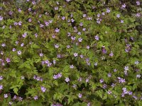 Geranium robertianum 3, Robertskruid, Saxifraga-Jan van der Straaten