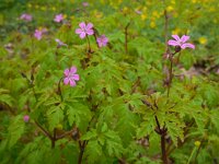 Geranium robertianum 31, Robertskruid, Saxifraga-Ed Stikvoort