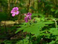 Geranium robertianum 32, Robertskruid, Saxifraga-Ed Stikvoort