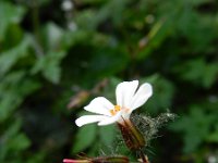 Geranium robertianum 35, Robertskruid, Saxifraga-Rutger Barendse