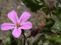 Geranium robertianum 37, Robertskruid, Saxifraga-Rutger Barendse