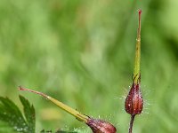 Geranium robertianum 39, Robertskruid, Saxifraga-Sonja Bouwman