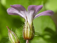 Geranium robertianum 41, Robertskruid, Saxifraga-Sonja Bouwman