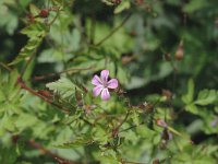 Geranium robertianum 5, Robertskruid, Saxifraga-Jan van der Straaten