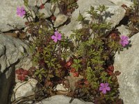 Geranium robertianum ssp purpureum 7, Saxifraga-Willem van Kruijsbergen