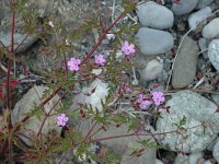 Geranium robertianum ssp purpureum 8, Saxifraga-Jan van der Straaten