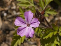 Geranium robertianum ssp robertianum 10, Saxifraga-Jan van der Straaten