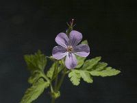 Geranium robertianum ssp robertianum 12, Saxifraga-Marijke Verhagen