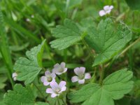 Geranium rotundifolium 2, Ronde ooievaarsbek, Saxifraga-Rutger Barendse