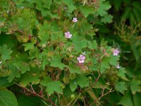 Geranium rotundifolium 22, Ronde ooievaarsbek, Saxifraga-Ed Stikvoort