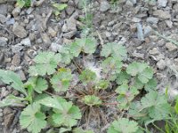 Geranium rotundifolium 32, Ronde ooievaarsbek, Saxifraga-Rutger Barendse