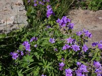 Geranium ruprechtii 4, Saxifraga-Ed Stikvoort