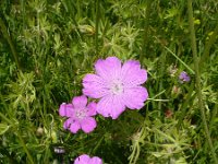 Geranium sanguineum 11, Bloedooievaarsbek, Saxifraga-Jasenka Topic