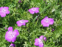 Geranium sanguineum 13, Bloedooievaarsbek, Saxifraga-Jasenka Topic