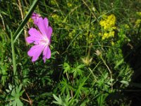 Geranium sanguineum 14, Bloedooievaarsbek, Saxifraga-Rutger Barendse