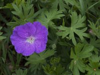 Geranium sanguineum 16, Bloedooievaarsbek, Saxifraga-Willem van Kruijsbergen