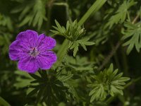 Geranium sanguineum 18, Bloedooievaarsbek, Saxifraga-Jan van der Straaten