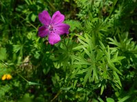 Geranium sanguineum 19, Bloedooievaarsbek, Saxifraga-Ed Stikvoort