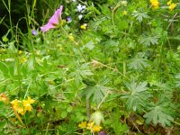 Geranium sanguineum 23, Bloedooievaarsbek, Saxifraga-Rutger Barendse