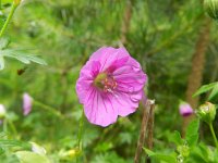 Geranium sanguineum 24, Bloedooievaarsbek, Saxifraga-Rutger Barendse