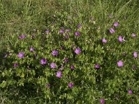 Geranium sanguineum 29, Bloedooievaarsbek, Saxifraga-Willem van Kruijsbergen