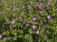 Geranium sanguineum 31, Bloedooievaarsbek, Saxifraga-Willem van Kruijsbergen