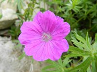 Geranium sanguineum 32, Bloedooievaarsbek, Saxifraga-Rutger Barendse