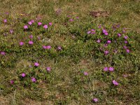 Geranium sanguineum 35, Bloedooievaarsbek, Saxifraga-Ed Stikvoort